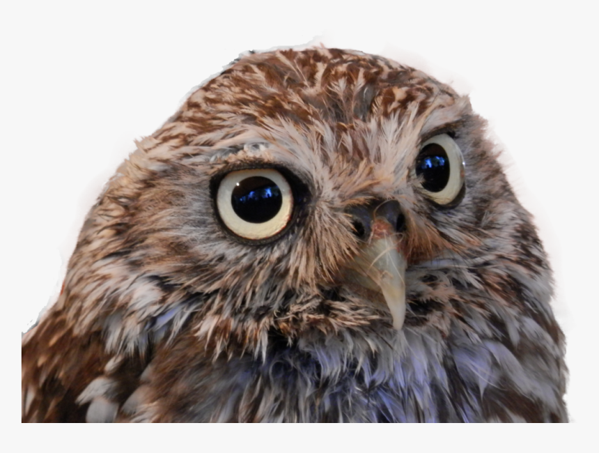 Transparent Burrowing Owl Clipart - Little Owl Png, Png Download