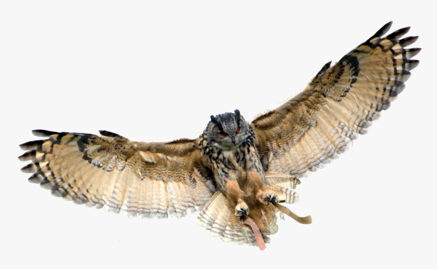 Owl Png Background - Owl Transparent Background, Png Download