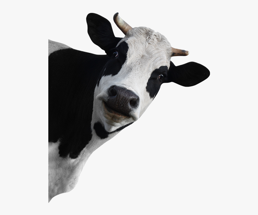 Funny Cow No Background, HD Png Download