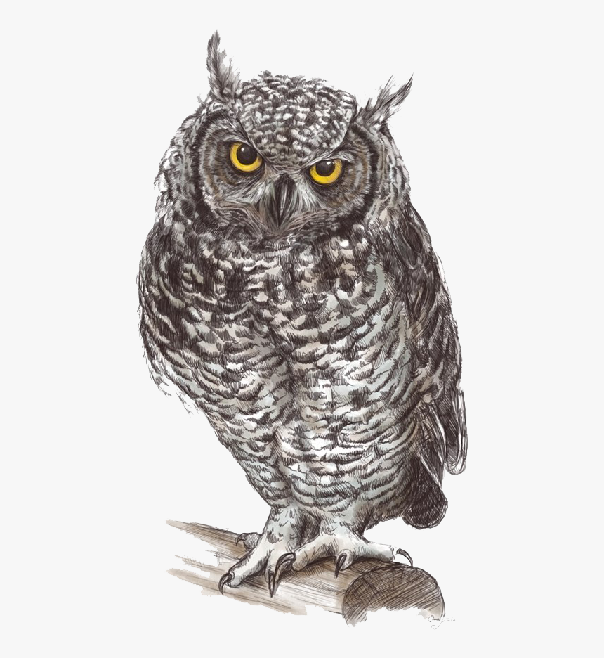 Owl - Png Owls, Transparent Png