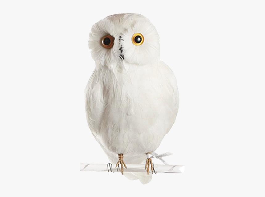 Owl Png Image - Snowy Owl, Transparent Png