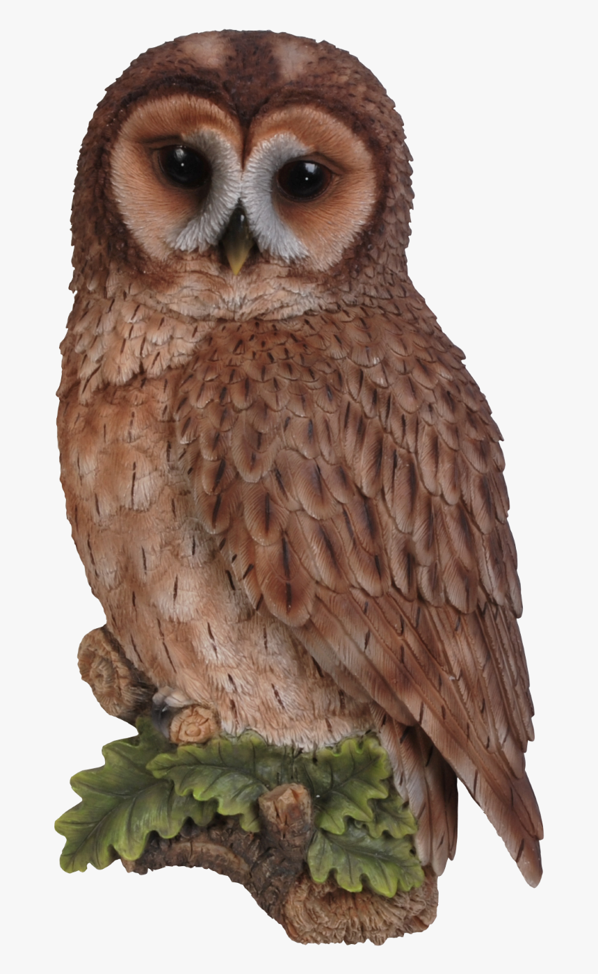 Owl Png Transparent - Tawny Owl Clipart, Png Download