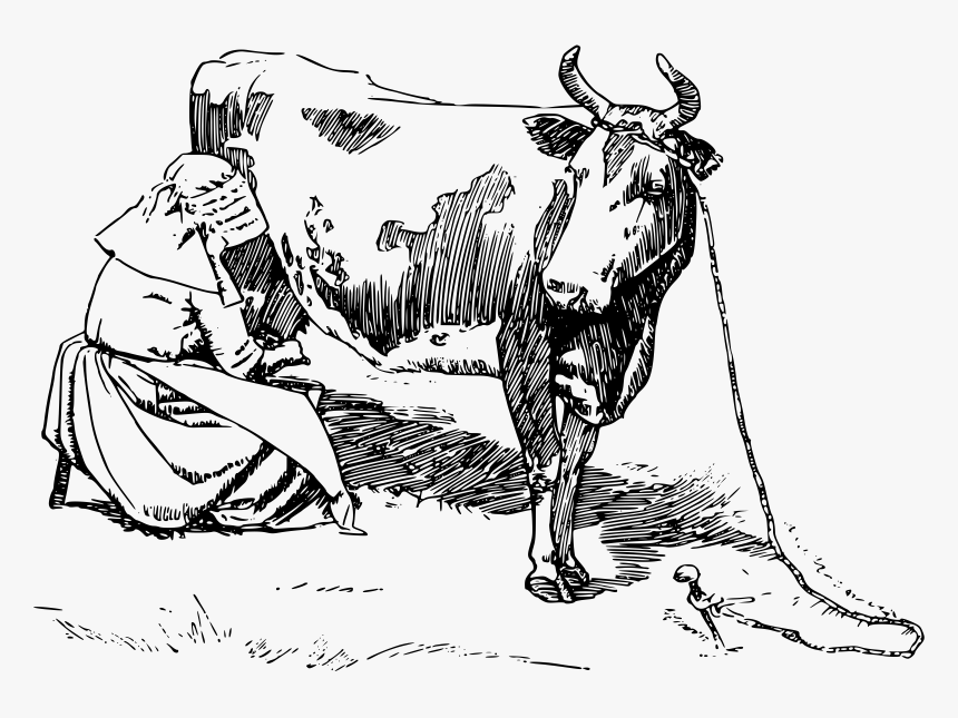 Milking The Cow Clip Arts - Cow Clipart Black And White, HD Png Download