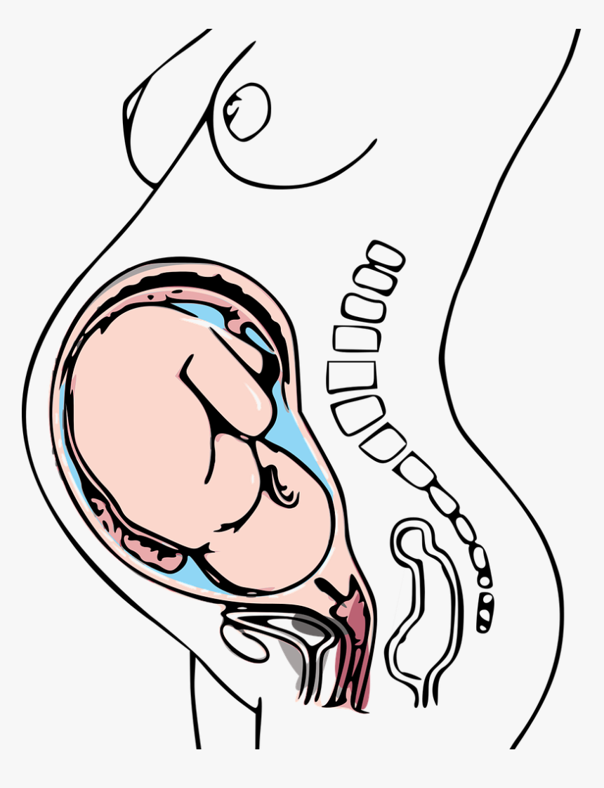 Low Dose Aspirin Can Help With Pregnancy, HD Png Download