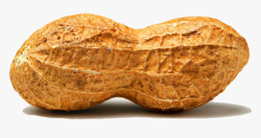 Peanut - Transparent Peanut, HD Png Download