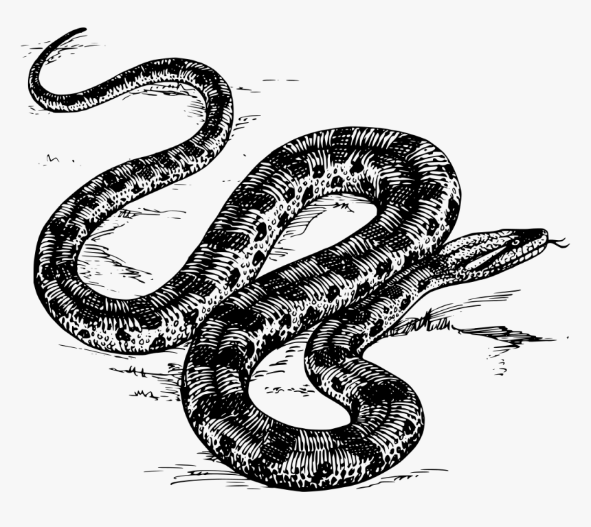 Anaconda In Black And White, HD Png Download
