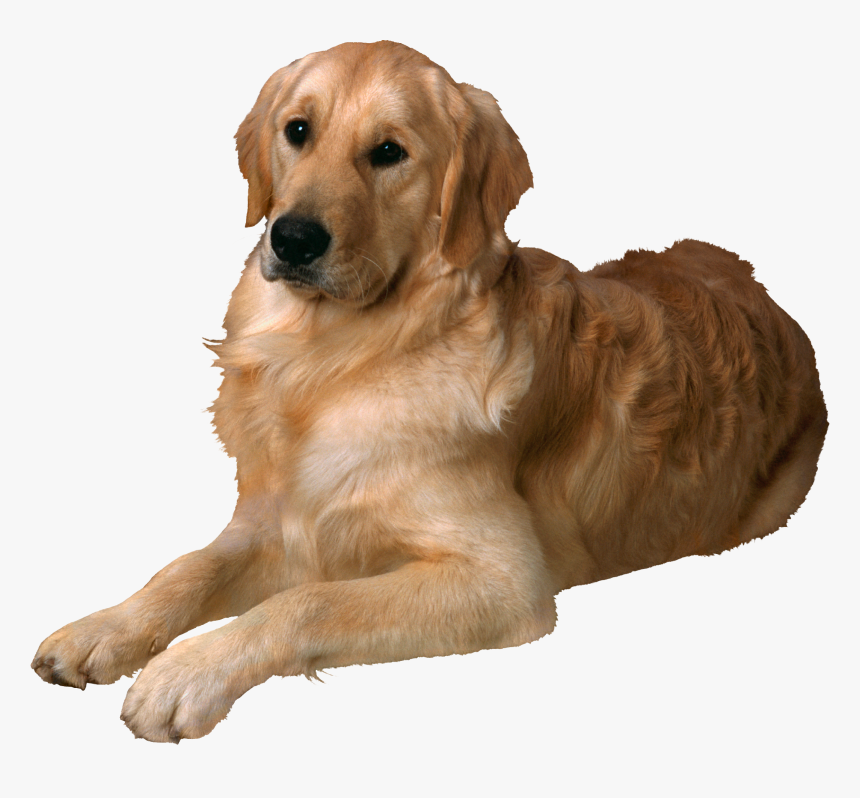 Image Dogs Puppy Free - Golden Retriever, HD Png Download