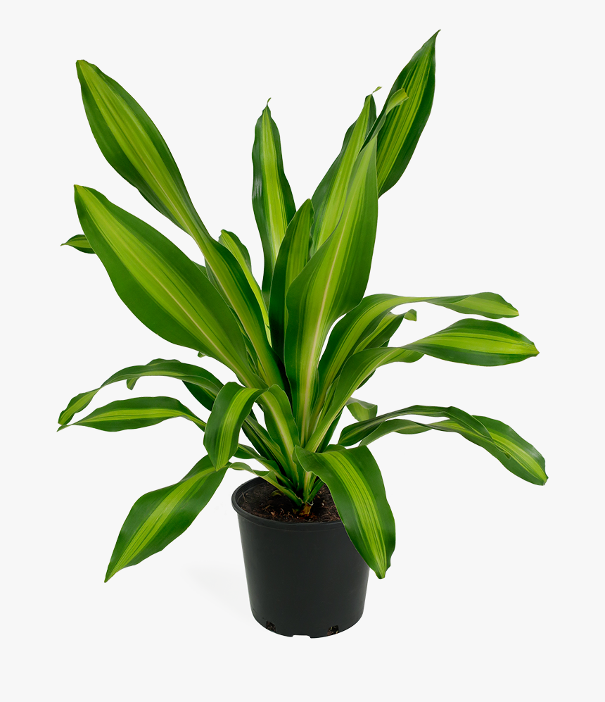 Houseplant, HD Png Download