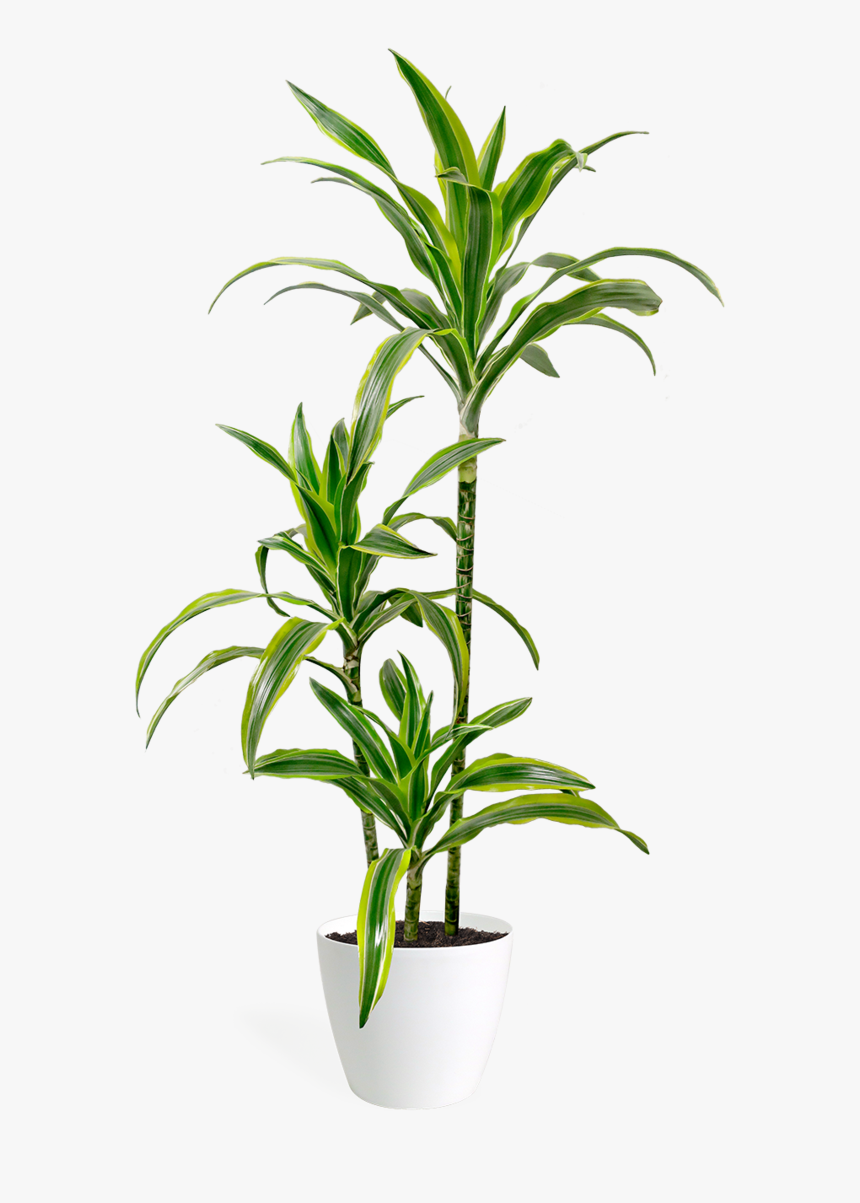 Dracaena Lemon Lime Big, HD Png Download