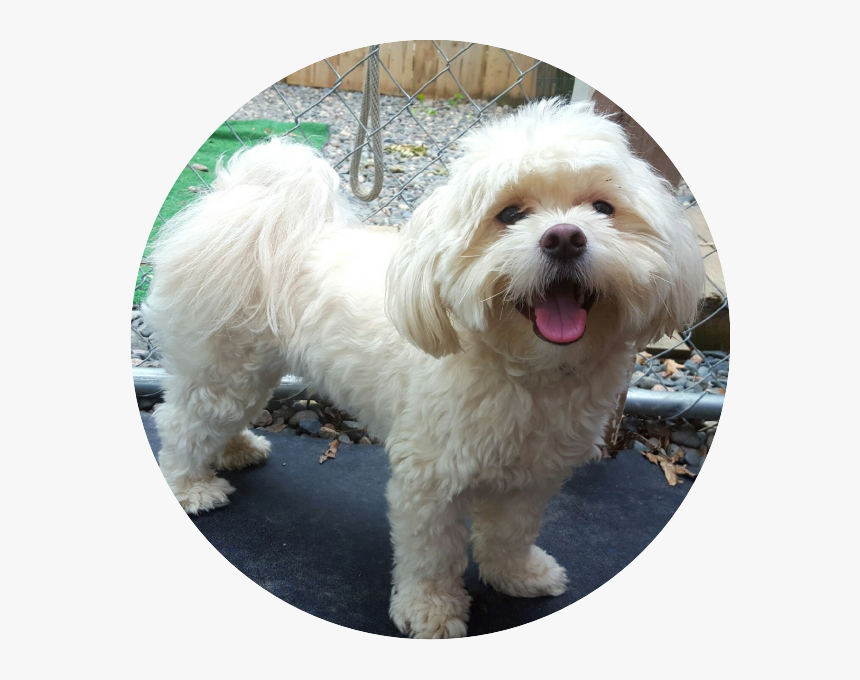 Doggie Inn Testimonial - Maltese, HD Png Download