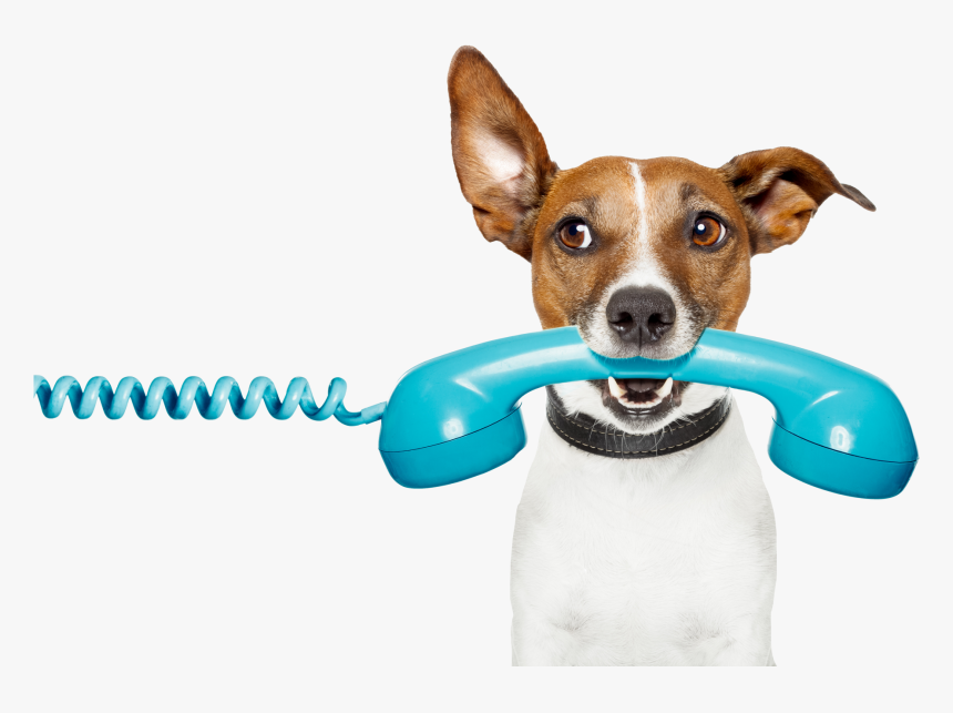 Contact Us Dog, HD Png Download