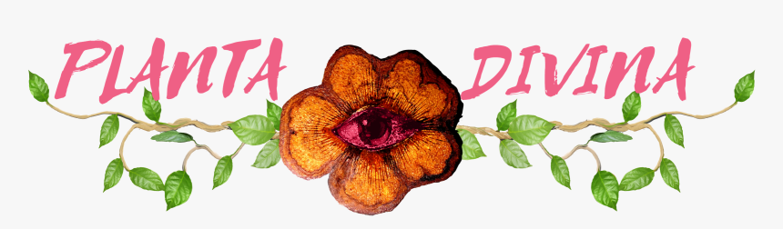 Planta Divina - Impatiens, HD Png Download