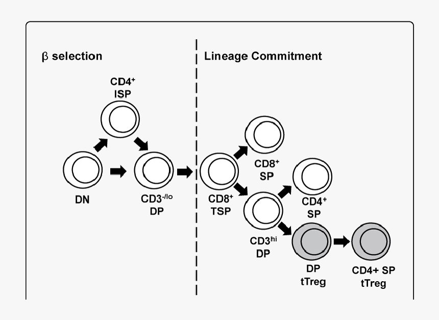 Diagram, HD Png Download