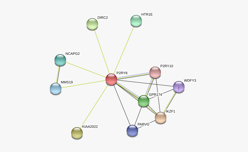 P2ry8 Protein, HD Png Download