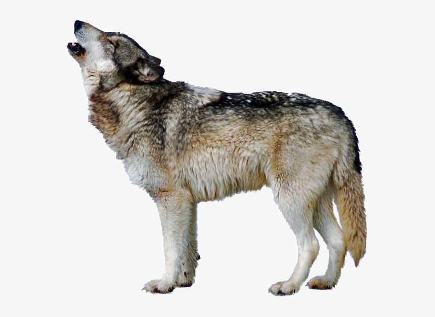 Triangle, Hd Png Download , Png Download - Aninmals Part 2, Transparent Png