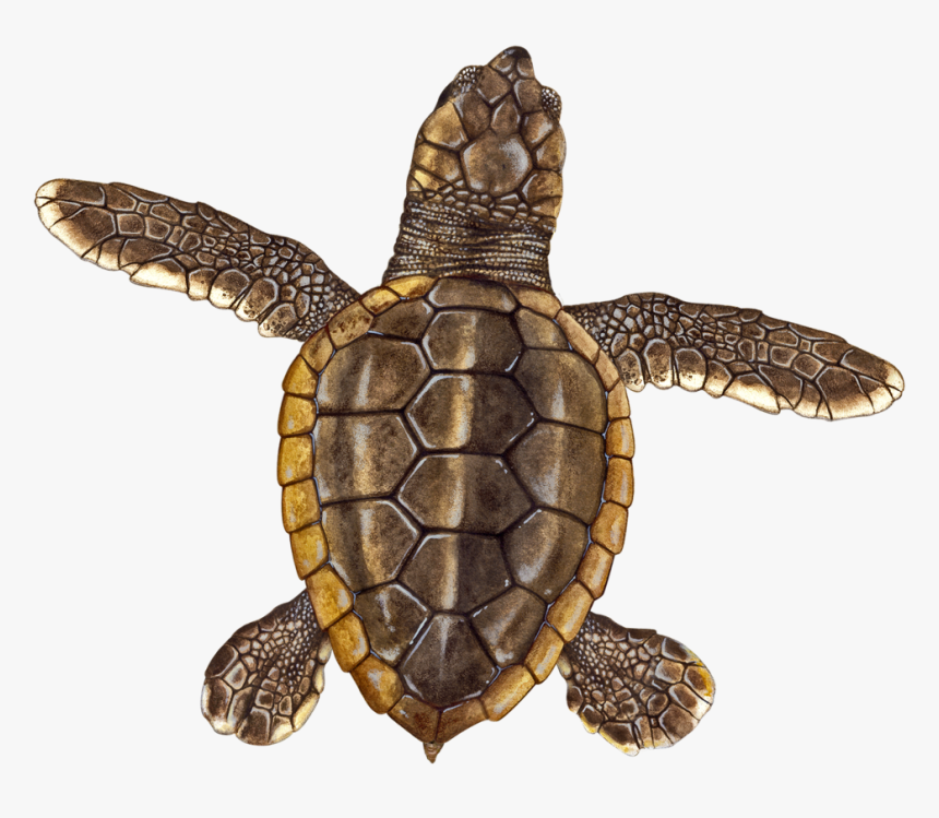 Loggerhead Hatchling - Hawksbill Sea Turtle, HD Png Download