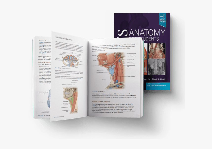 Gray's Anatomy For Students Inside, HD Png Download