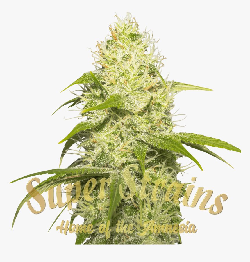 La Jefa Feminised Seeds 
 Title La Jefa Feminised Seeds - Seedsman Seeds, HD Png Download