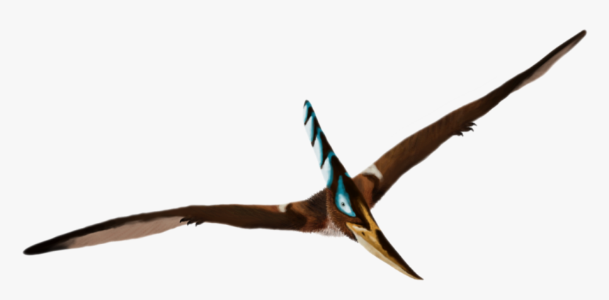 Thumb Image - Transparent Background Pteranodon, HD Png Download