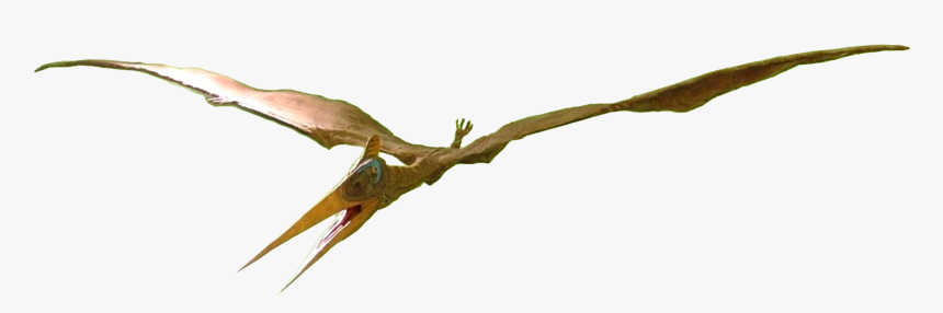 Pteranodon Female - Pteranodon Png, Transparent Png