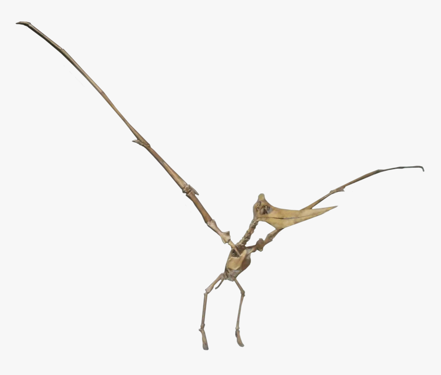 Pteranodon Female, HD Png Download