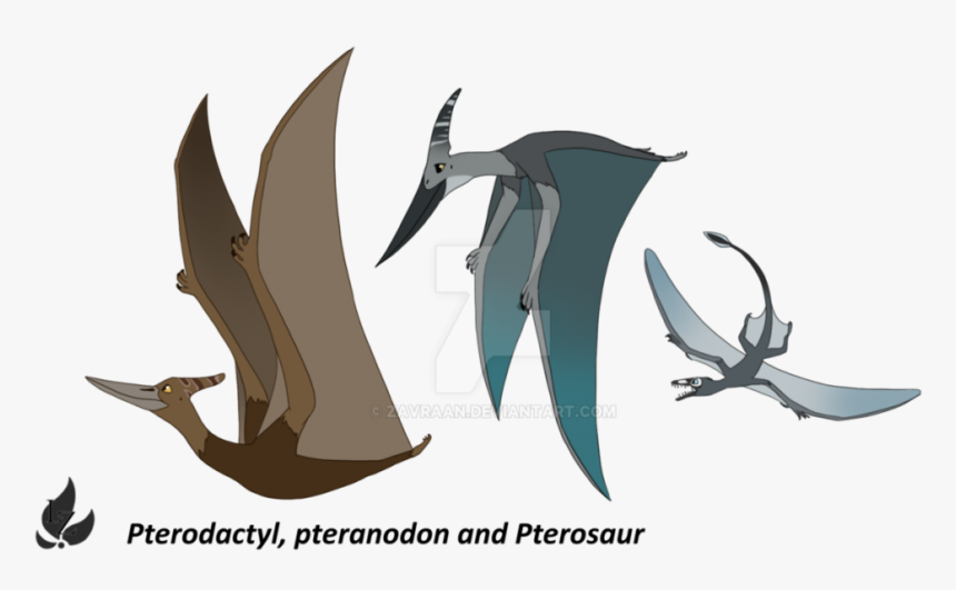 Download Pterosaurs Background Png For Designing Work - Pterodactyl And Pteranodon Difference, Transparent Png