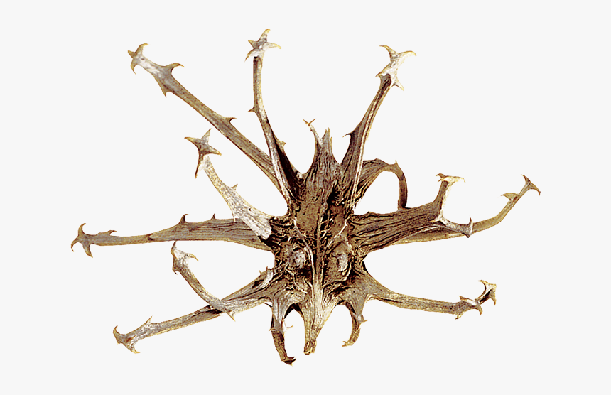 Harpagófito O Garra Del Diablo - L Harpagophytum Ou Griffe Du Diable, HD Png Download