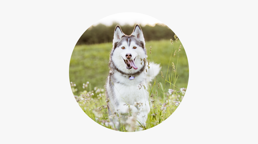 Panda Testimonal Icon2 - Siberian Husky, HD Png Download