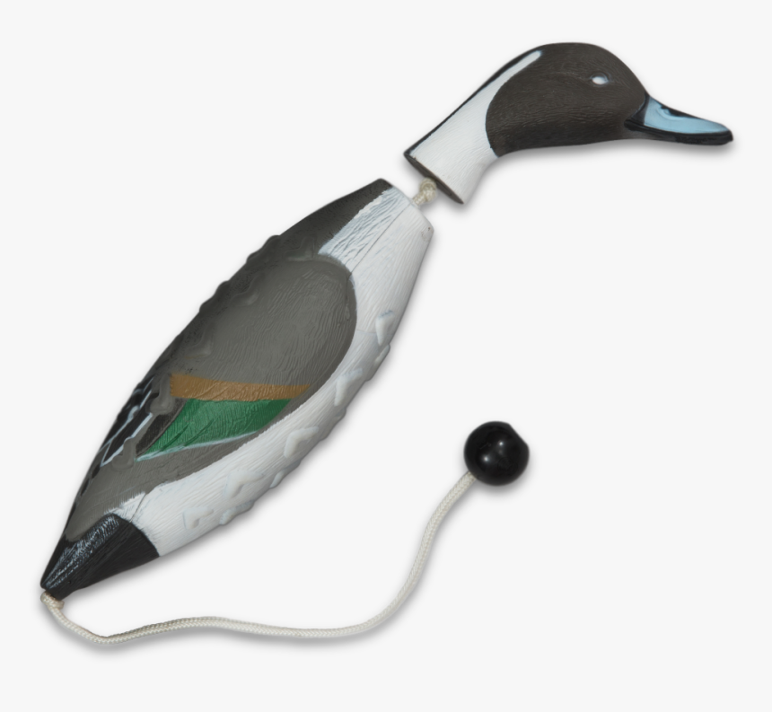 Image Of The Asd Pintail Ez Bird Training Dummy - Mallard, HD Png Download