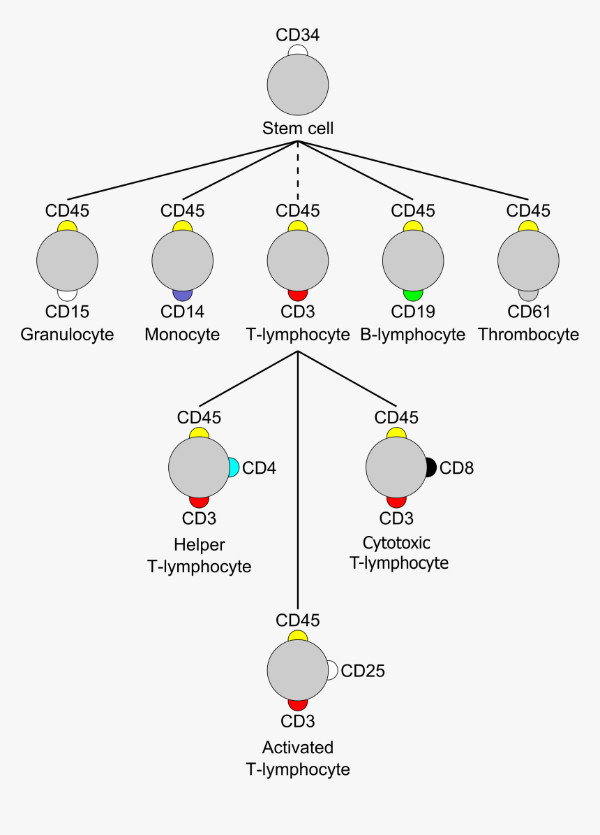 Cluster Of Differentiation Mod - Cluster Of Differentiation, HD Png Download