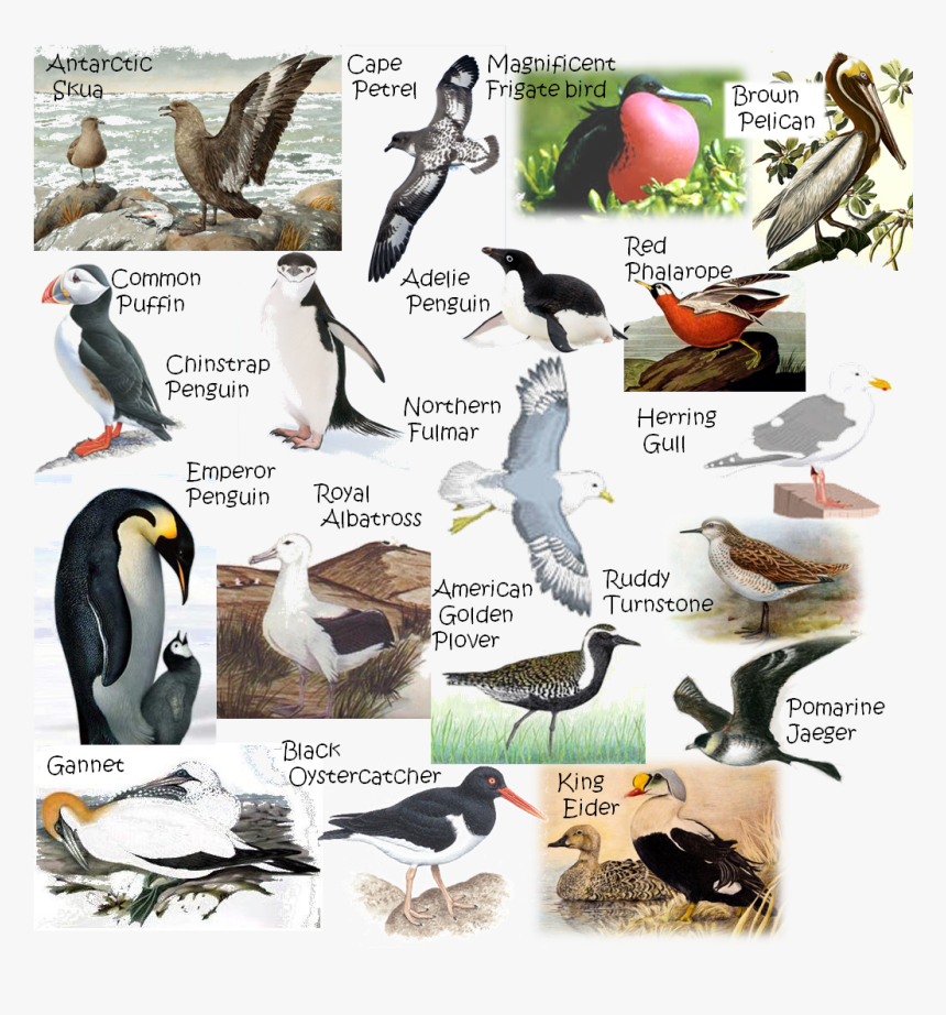 Puffin, HD Png Download