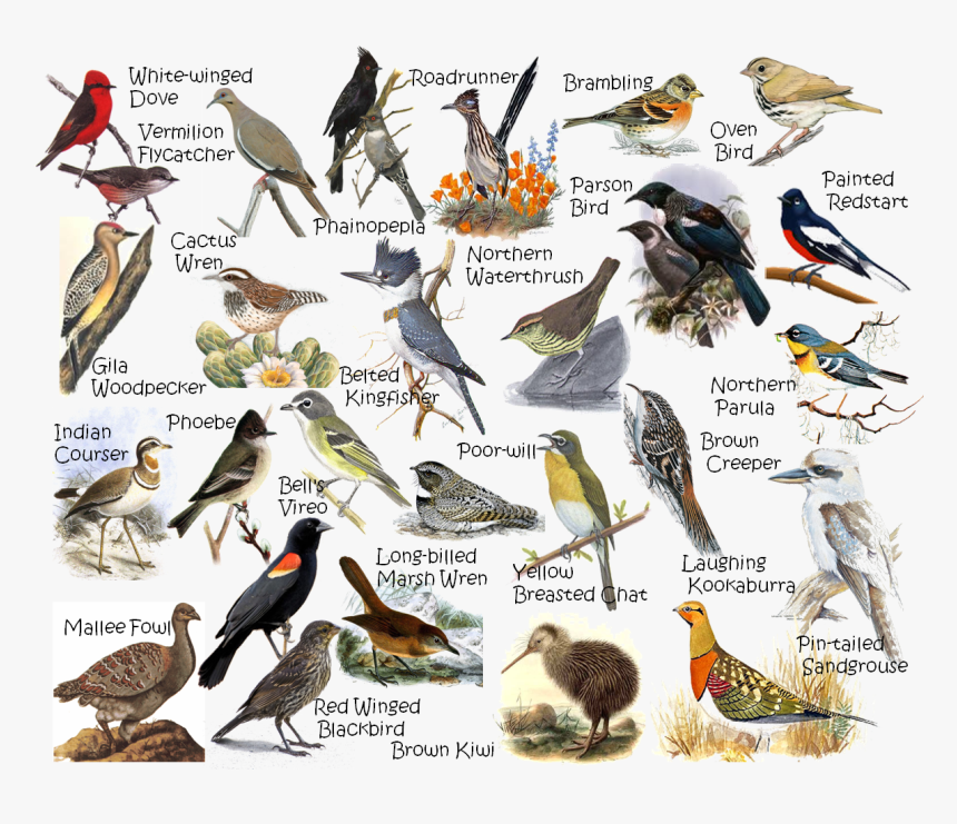 Woodpecker, HD Png Download