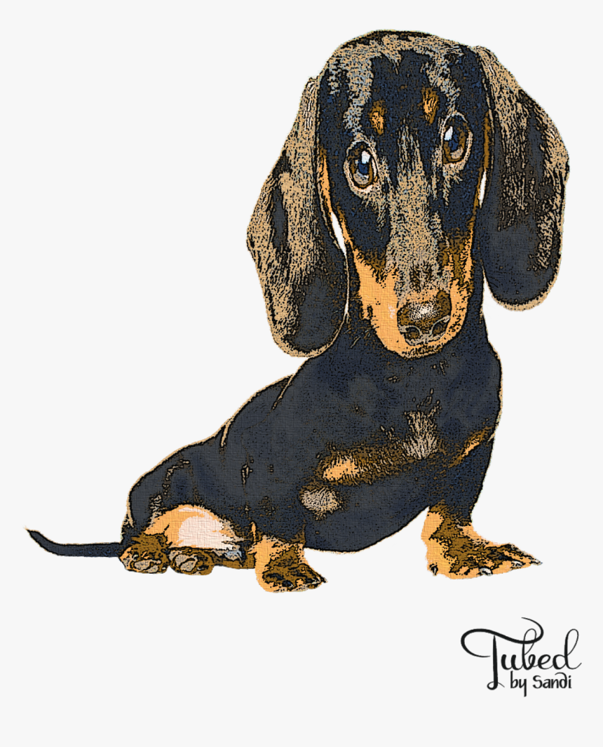 Dachshund, HD Png Download