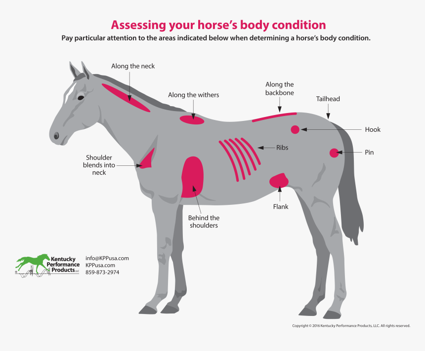 How To Evaluate Your Horses Weight - Horse Flank, HD Png Download