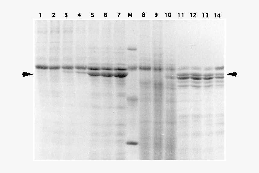 Time Course Of Expression Of The Recombinant Vp60 Protein - Monochrome, HD Png Download