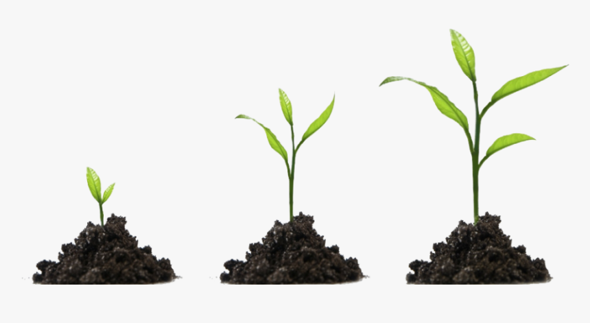 Plants Development, HD Png Download