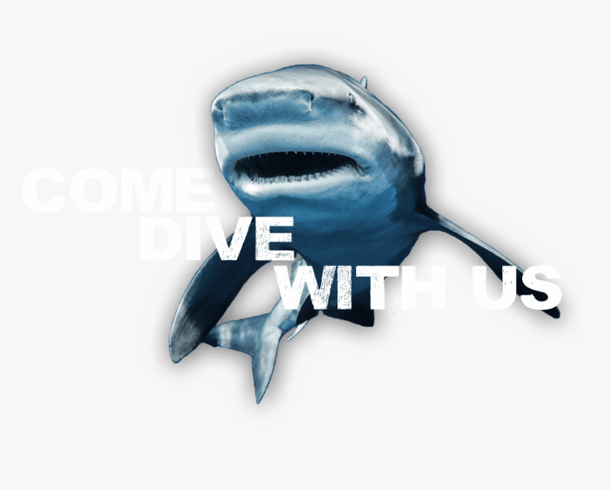 An Image Of A Friendly Shark Inviting You To Come Dive - Tiger Shark, HD Png Download