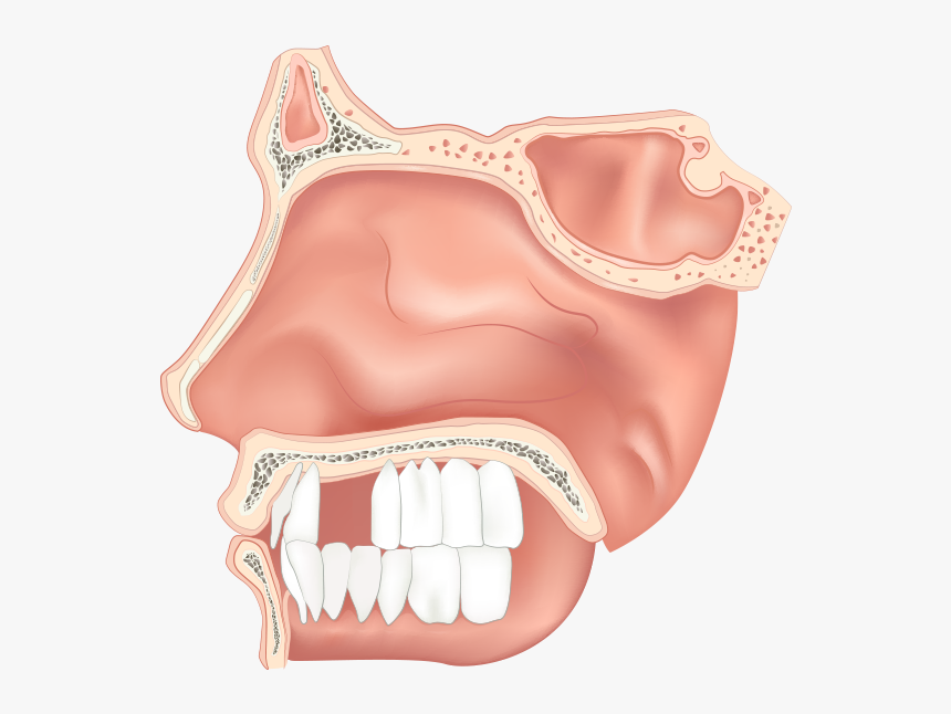 Adults Lose An Average Of 7 Teeth By The Age Of - Nasal Cavity Clipart, HD Png Download