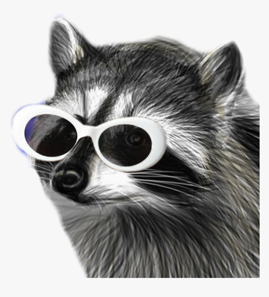 Raccooneggs Raccoons Youtube Csgo Raccooneggs Profile Clout Racoon Hd Png Download Transparent Png Image Pngitem