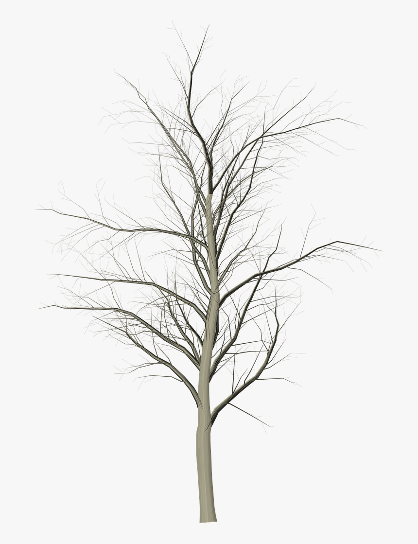 Tree Dead Branches Free Photo - Snow, HD Png Download