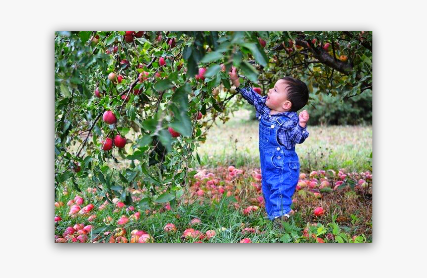 Toddler, HD Png Download