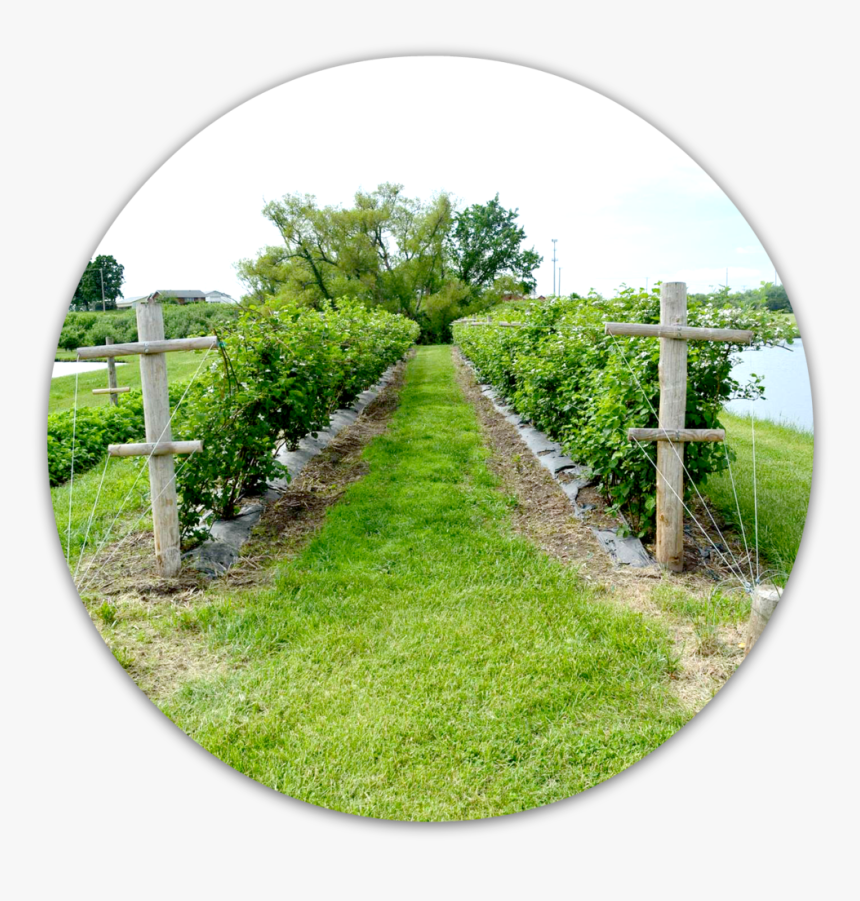 Orchard View, HD Png Download