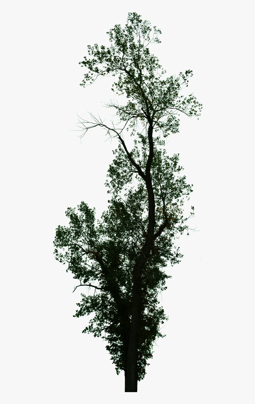 Pond Pine, HD Png Download