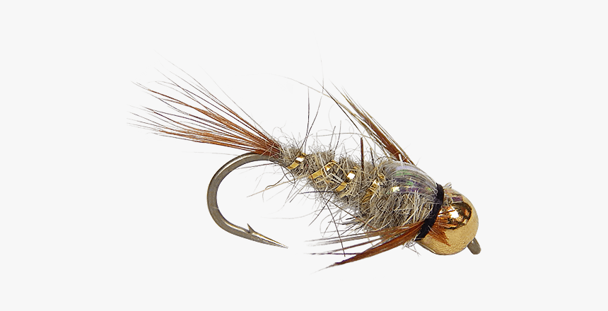 Insect, HD Png Download