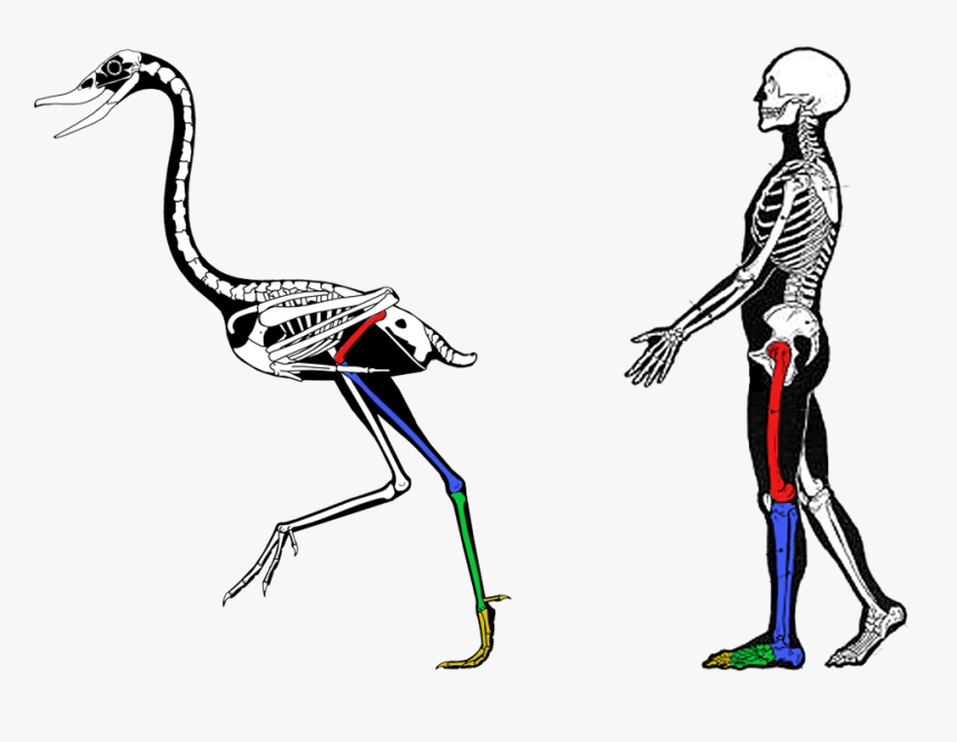 Comparative Anatomy, HD Png Download
