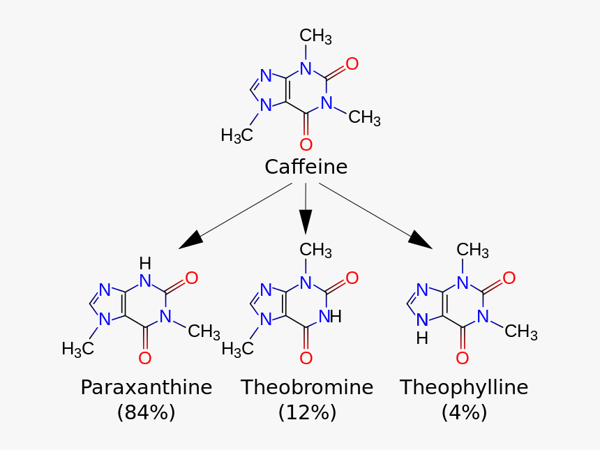 Picture - Caffeine Metabolites, HD Png Download