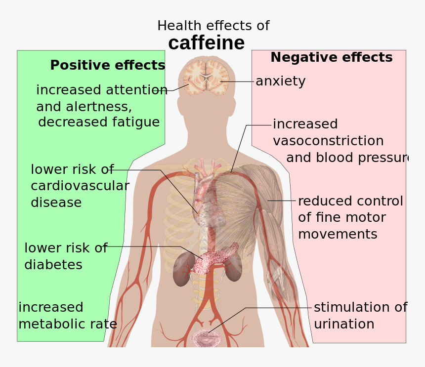 Picture - Effects Of Caffeine, HD Png Download