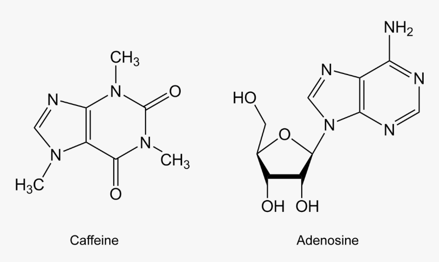 Gtp Vs Atp Structure, HD Png Download