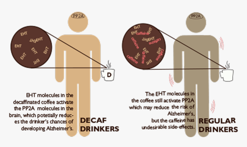 Coffeeeeee - Coffee Drinker Brain Scan, HD Png Download