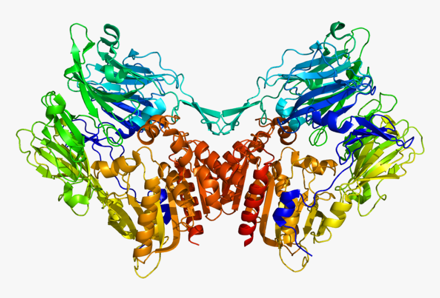 Protein Fap Pdb 1z68 - Fibroblast Activation Protein Structure, HD Png Download